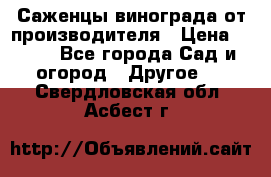 Саженцы винограда от производителя › Цена ­ 800 - Все города Сад и огород » Другое   . Свердловская обл.,Асбест г.